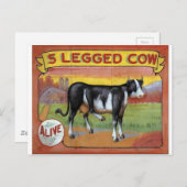 Carte Postale Vache à cinq pattes (Devant / Derrière)