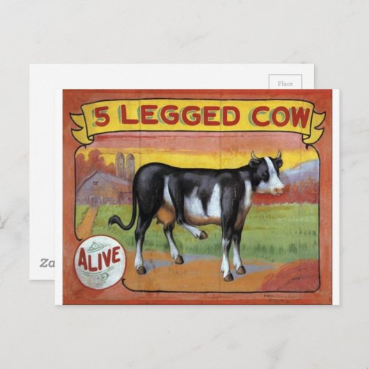 Carte Postale Vache à cinq pattes (Devant / Derrière)