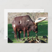 Carte Postale Vache à longue corne (Devant / Derrière)