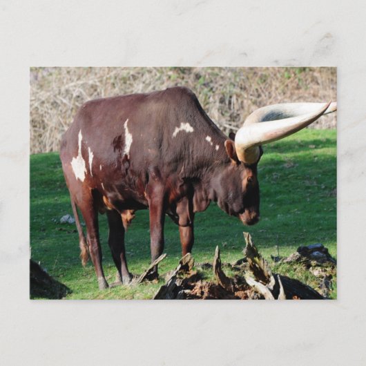 Carte Postale Vache à longue corne (Devant)