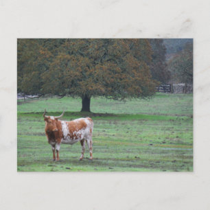 Carte Postale Vache à longue corne