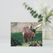 Carte Postale Vache à longue corne 3 (Debout devant)