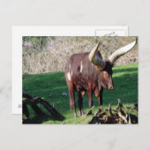 Carte Postale Vache à longue corne 3 (Devant / Derrière)