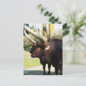Carte Postale Vache à longue corne 7 (Debout devant)