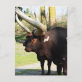 Carte Postale Vache à longue corne 7 (Devant)