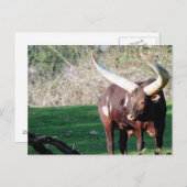 Carte Postale Vache à longue corne 8 (Devant / Derrière)