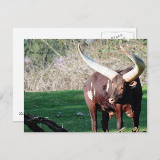 Carte Postale Vache à longue corne 8 (Devant / Derrière)