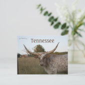 Carte Postale Vache à longue corne dans le Tennessee (Debout devant)
