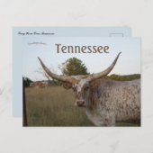 Carte Postale Vache à longue corne dans le Tennessee (Devant / Derrière)