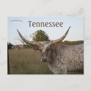 Carte Postale Vache à longue corne dans le Tennessee