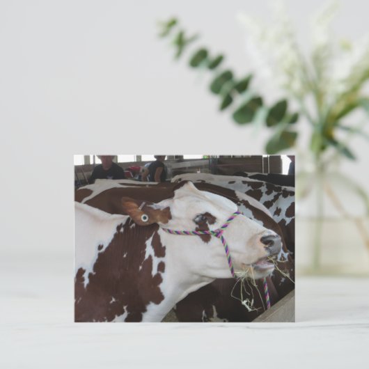 Carte Postale Vache à mâcher (Debout devant)