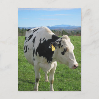 Carte Postale Vache à trois pattes