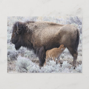 Carte Postale Vache allaitant un veau de bison, Yellowstone