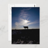 Carte Postale vache au soleil (Devant / Derrière)