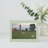 Carte postale Vache avec ferme de veau (Debout devant)
