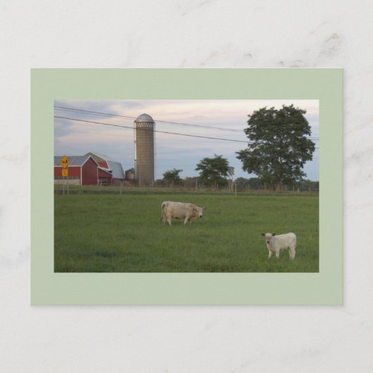 Carte postale Vache avec ferme de veau (Devant)