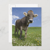 Carte Postale vache bavaroise (Devant / Derrière)
