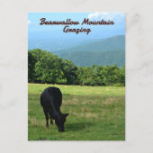 Carte Postale Vache Bearwallow Mountain Blue Ridge Mountains NC (Devant)