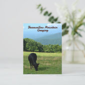 Carte Postale Vache Bearwallow Mountain Blue Ridge Mountains NC (Debout devant)