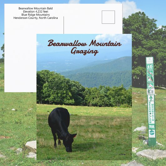 Carte Postale Vache Bearwallow Mountain Blue Ridge Mountains NC