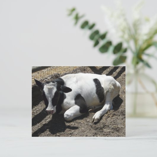 Carte Postale vache, bébé (Debout devant)