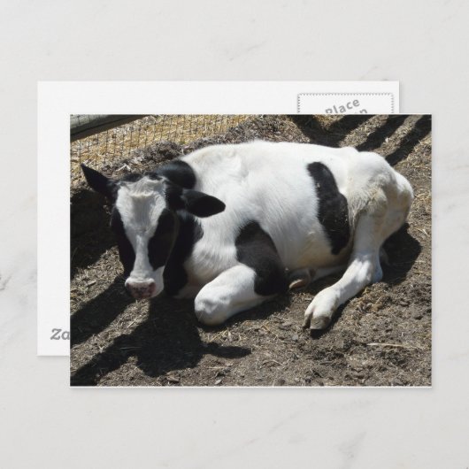 Carte Postale vache, bébé (Devant / Derrière)