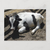 Carte Postale vache, bébé (Devant)