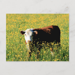 Carte Postale Vache bébé dans un champ de Dandelions