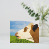 Carte Postale Vache blanche Brown qui regarde droit devant. (Debout devant)
