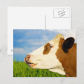 Carte Postale Vache blanche Brown qui regarde droit devant. (Devant / Derrière)