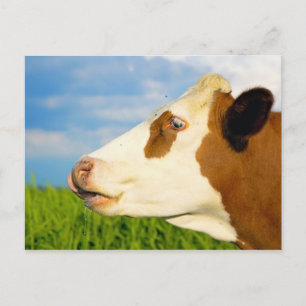 Carte Postale Vache blanche Brown qui regarde droit devant.