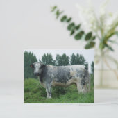 Carte Postale Vache Bleue (Debout devant)
