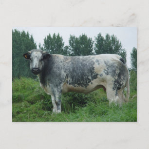 Carte Postale Vache Bleue