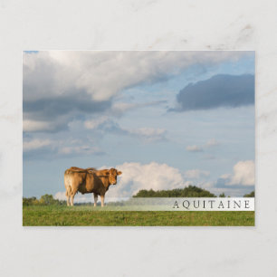 Carte Postale Vache Blonde d'Aquitaine en Dordogne, France