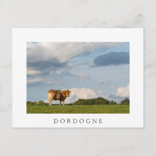 Carte Postale Vache Blonde d'Aquitaine en Dordogne, France