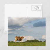 Carte Postale Vache Blonde d'Aquitaine en Dordogne, France (Devant / Derrière)