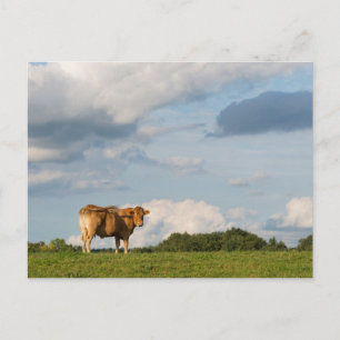 Carte Postale Vache Blonde d'Aquitaine en Dordogne, France