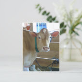 Carte Postale Vache Brown (Debout devant)
