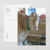 Carte Postale Vache Brown (Devant / Derrière)