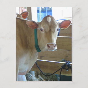 Carte Postale Vache Brown