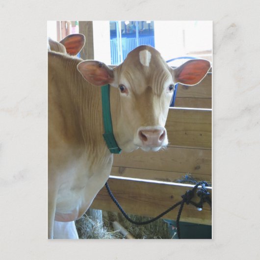 Carte Postale Vache Brown (Devant)