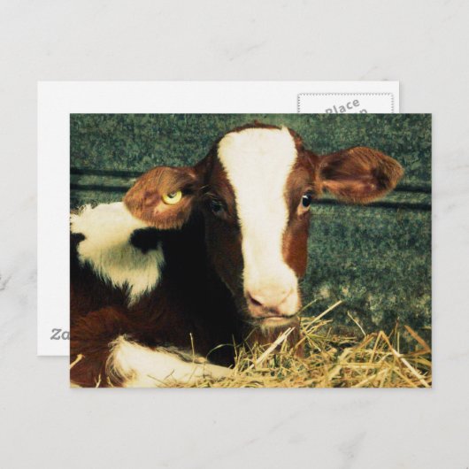 Carte Postale Vache Brown et blanche au lait (Devant / Derrière)