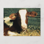 Carte Postale Vache Brown et blanche au lait (Devant)