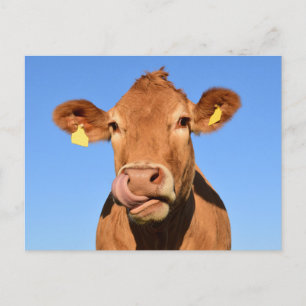 Carte Postale Vache Brune Idiote en Gros Plan