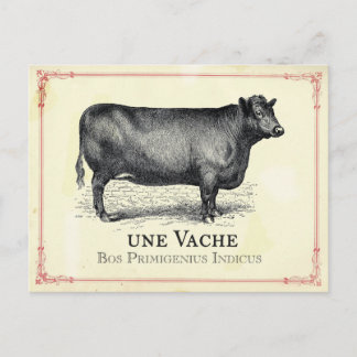 Carte Postale Vache Cow