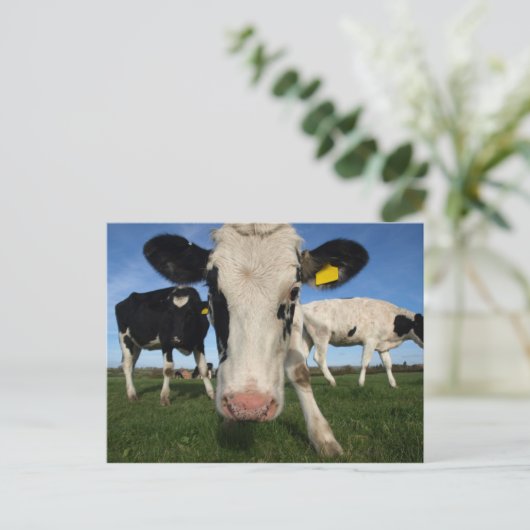 Carte Postale Vache curieuse (Debout devant)