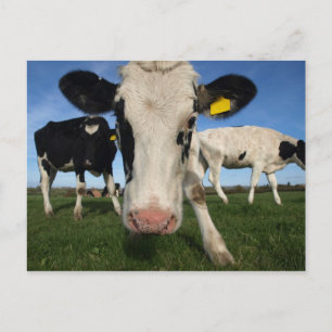 Carte Postale Vache curieuse