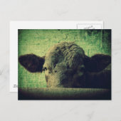 Carte Postale Vache curieuse (Devant / Derrière)