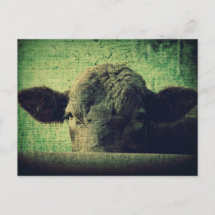 Carte Postale Vache curieuse