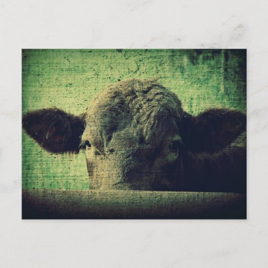 Carte Postale Vache curieuse (Devant)